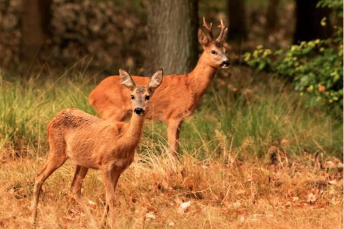 Knus vrijstaand boshuisje op de Hoge Veluwe Bed and Breakfast Hoenderloo Buitenkant foto